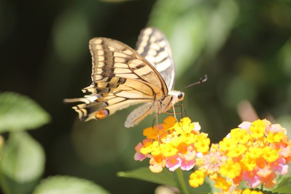 old-world-swallowtail-2467415_ jaxbartram_Pixabay