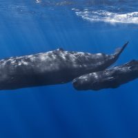 SAvE Whales: Επιστήμονες, η Κοινωνία των Πολιτών και η ελληνική κυβέρνηση θα αξιοποιήσουν την έξυπνη τεχνολογία που αποτρέπει τη σύγκρουση των φυσητήρων με διερχόμενα πλοία