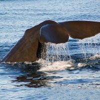 Πώς θα λειτουργήσει το νέο σύστημα SAvE Whales στο Στενό των Κυθήρων