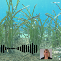 Το Green Tank στο Radio City για τη σημασία και την αποκατάσταση των λιβαδιών Ποσειδωνίας